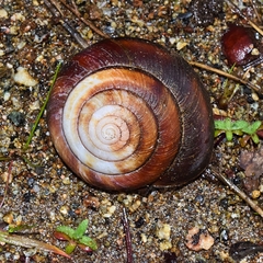 Monadenia