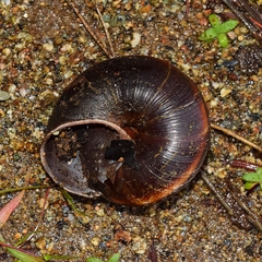 Monadenia