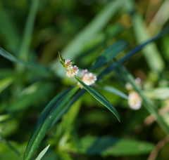 Alternanthera denticulata
