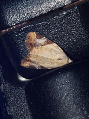 Pseudeustrotia semialba