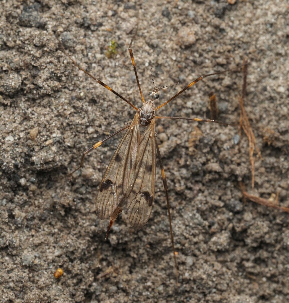 Gynoplistia inflata