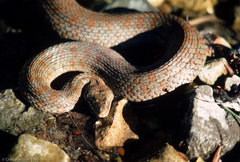 Thamnophis rufipunctatus