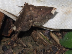 Adrapsa quadrilinealis