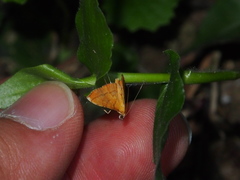 Mabra nigriscripta