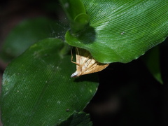 Mabra nigriscripta