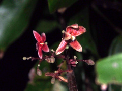 Sterculia lanceolata