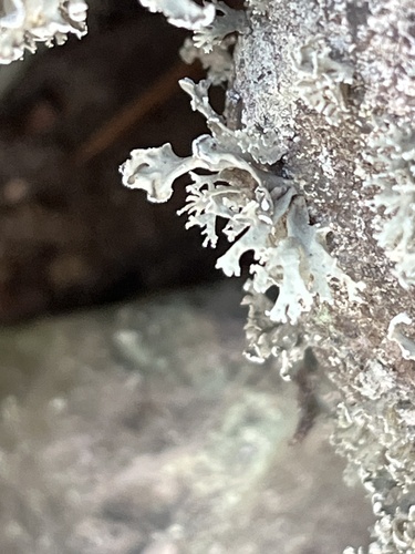 Ramalina