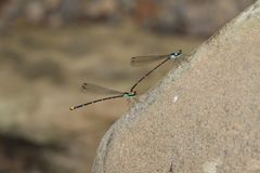 Coeliccia flavicauda