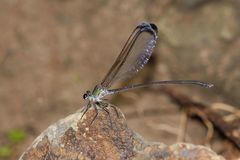 Psolodesmus mandarinus dorothea