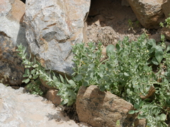 Schweinfurthia papilionacea