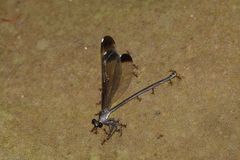 Psolodesmus mandarinus dorothea