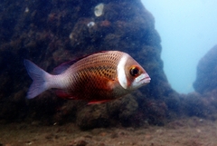Whitecheek Monocle Bream photo 5