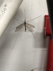 Tipula silvestra
