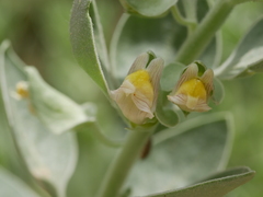 Schweinfurthia papilionacea