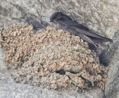 Ptyonoprogne concolor