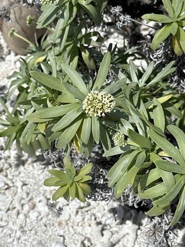 Heliotropium anomalum observed 2024-01-15