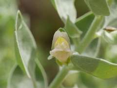 Schweinfurthia papilionacea