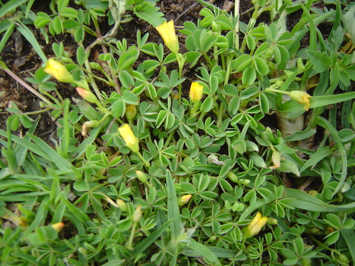Oxalis bisfracta (Oxalis bisfracta)