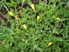 Oxalis bisfracta