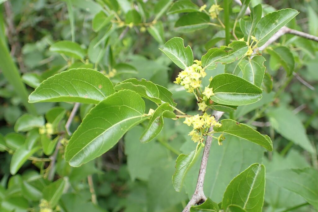 buffalo-thorn from Mhlatikop Trail, Malelane, South Africa on January ...