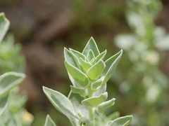 Schweinfurthia papilionacea