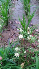 Trifolium alexandrinum