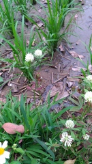 Trifolium alexandrinum