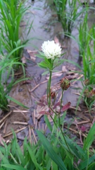 Trifolium alexandrinum