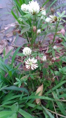 Trifolium alexandrinum