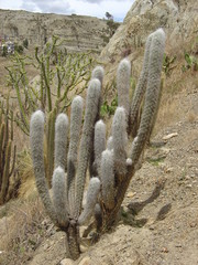 Oreocereus pseudofossulatus