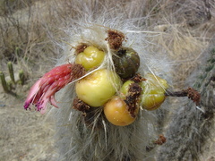 Oreocereus pseudofossulatus