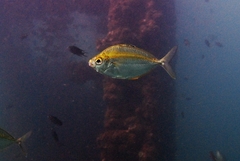 Goldstripe Ponyfish photo 2