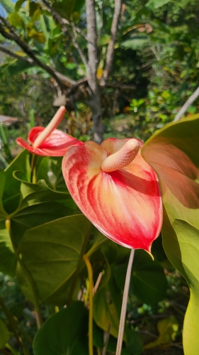 Foto de Antúrio