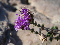 Conehead Thyme (Thymus capitatus)