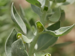Schweinfurthia papilionacea
