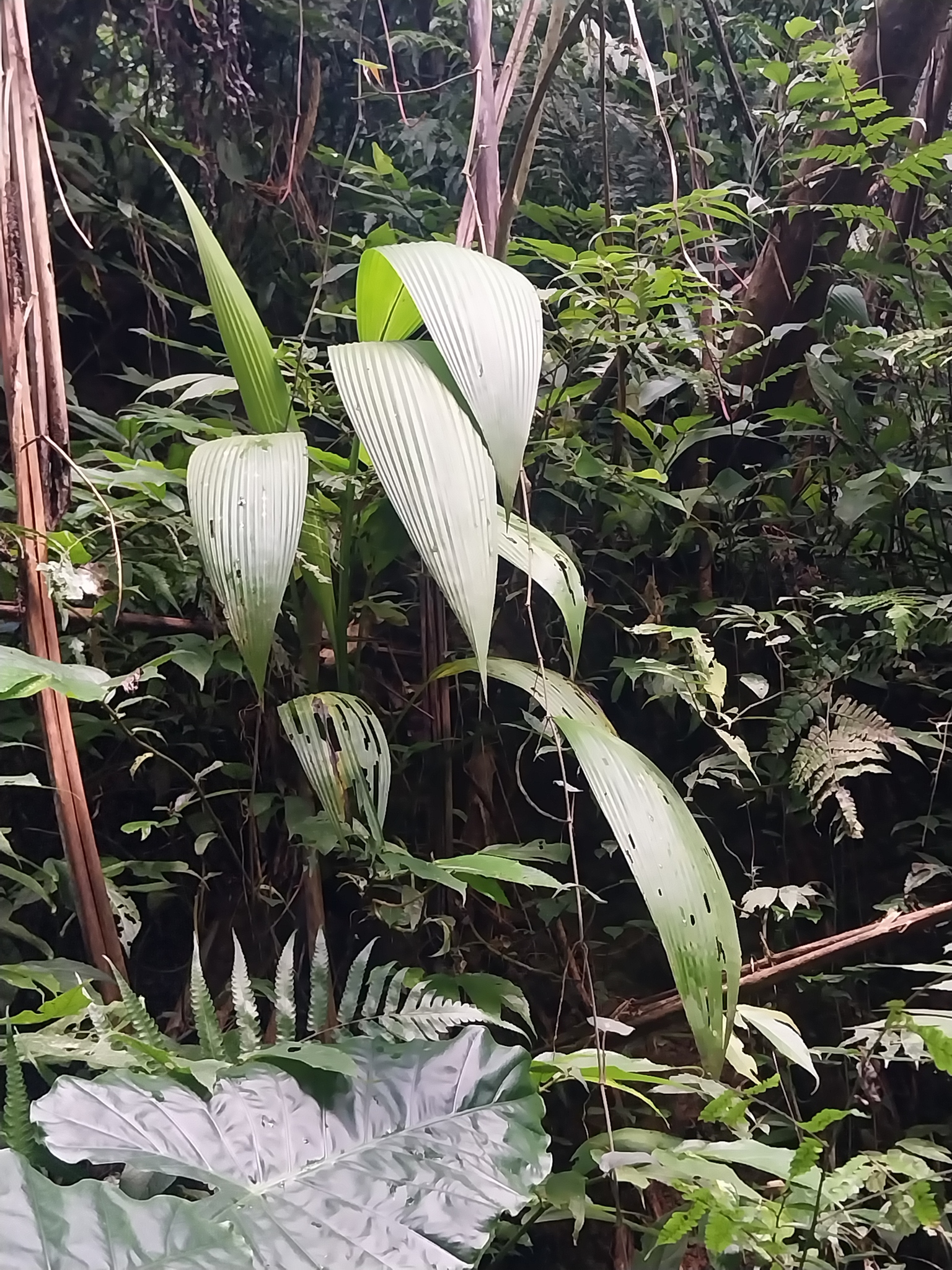 Imagem de Palmeirinha-preta