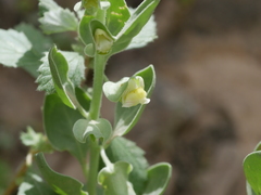 Schweinfurthia papilionacea