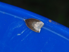Scythropiodes