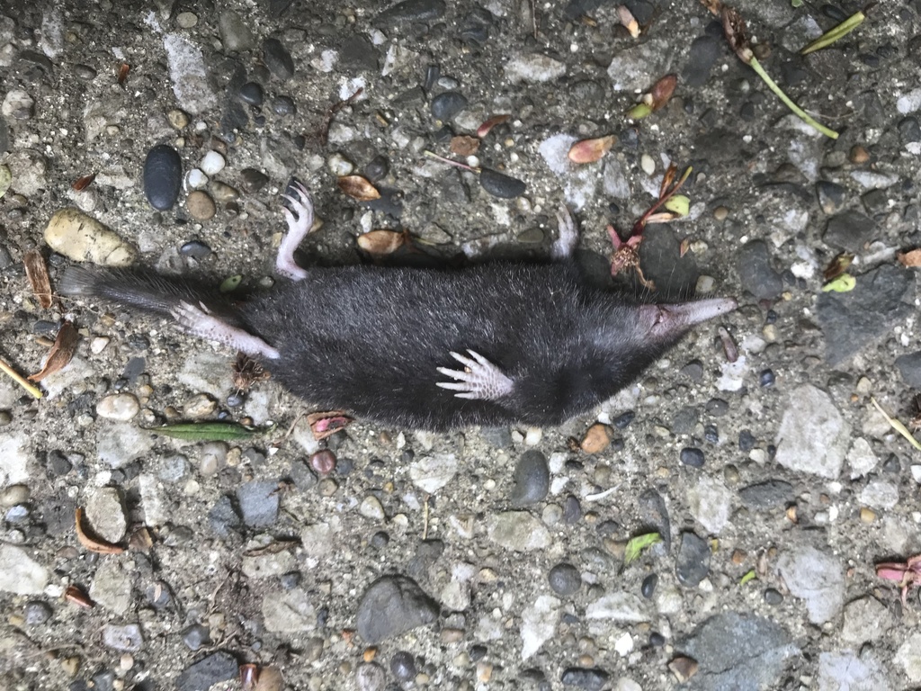 Japanese Shrew Mole