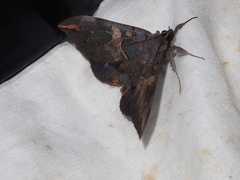 Ischyja ferrifracta