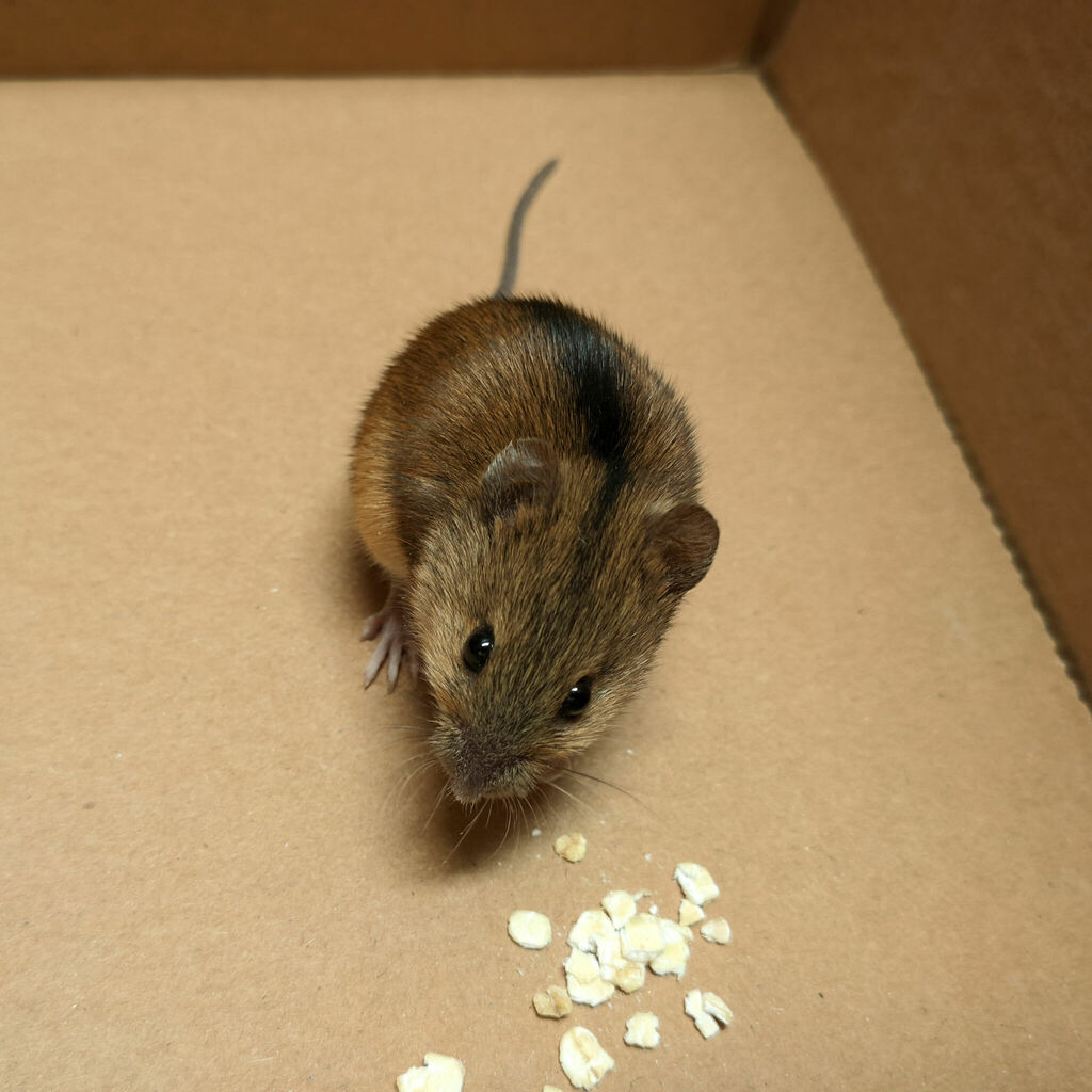 Striped Field Mouse