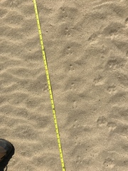 Perognathinae
