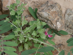 Vernonia arabica