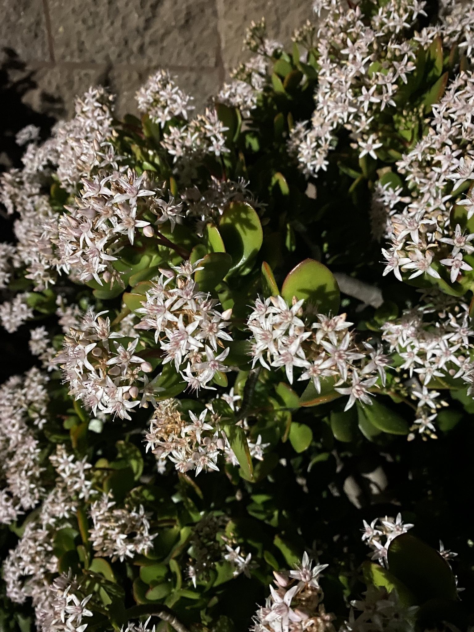 Imagem de Planta-jade