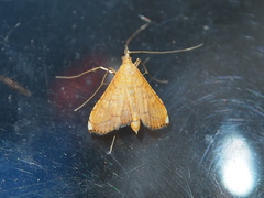 Mabra nigriscripta