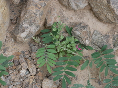 Vernonia arabica