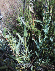 Penstemon centranthifolius