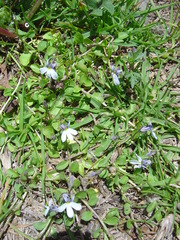 Lobelia nana