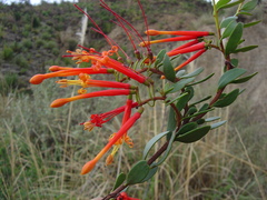 Tristerix penduliflorus