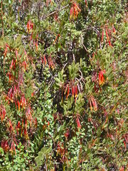 Tristerix penduliflorus